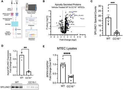 CC16 drives VLA-2-dependent SPLUNC1 expression